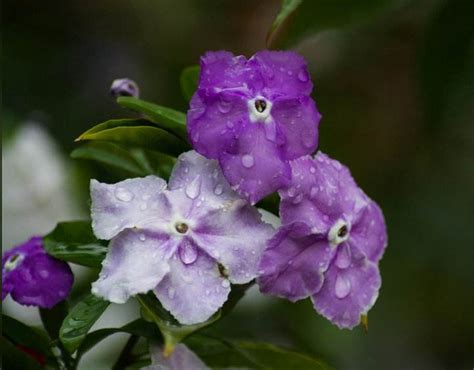 茉莉花 顏色|茉莉花